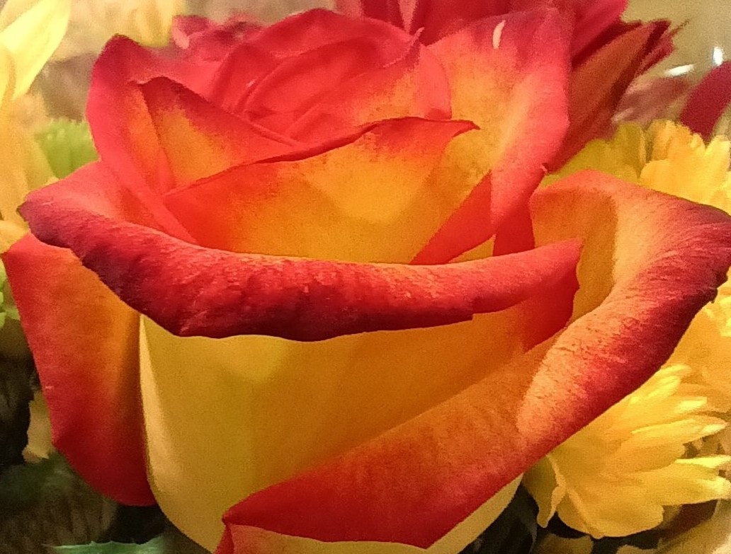 Red and Yellow Rose