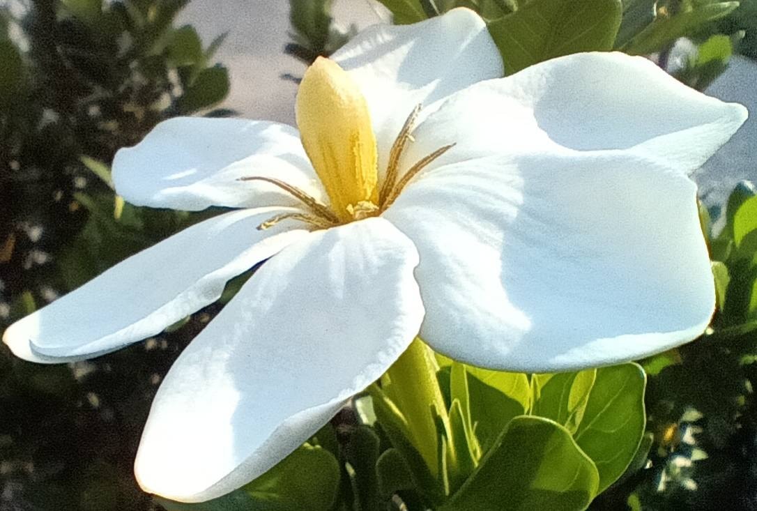 Gardenia